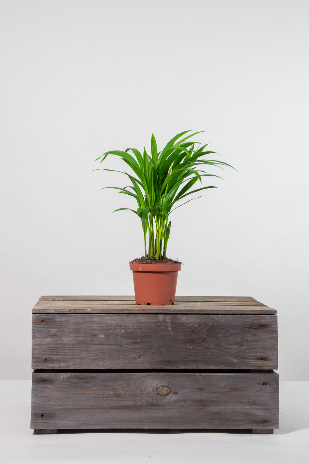 files/IndoorPlants-StudioShots13.11.2023-705.jpg